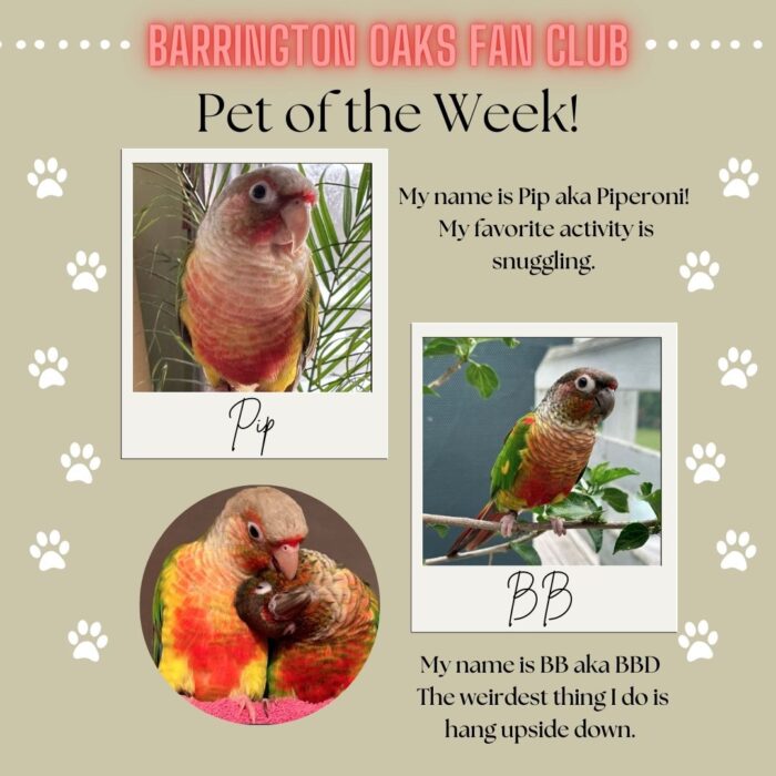 Multiple Pet of the Week-PIPBB (1)