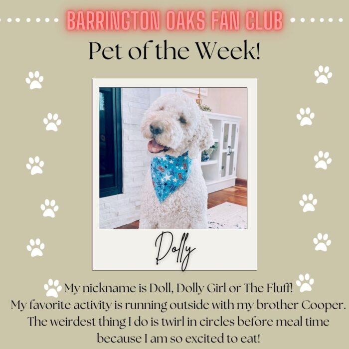 Pet of the Week - Dolly (1)